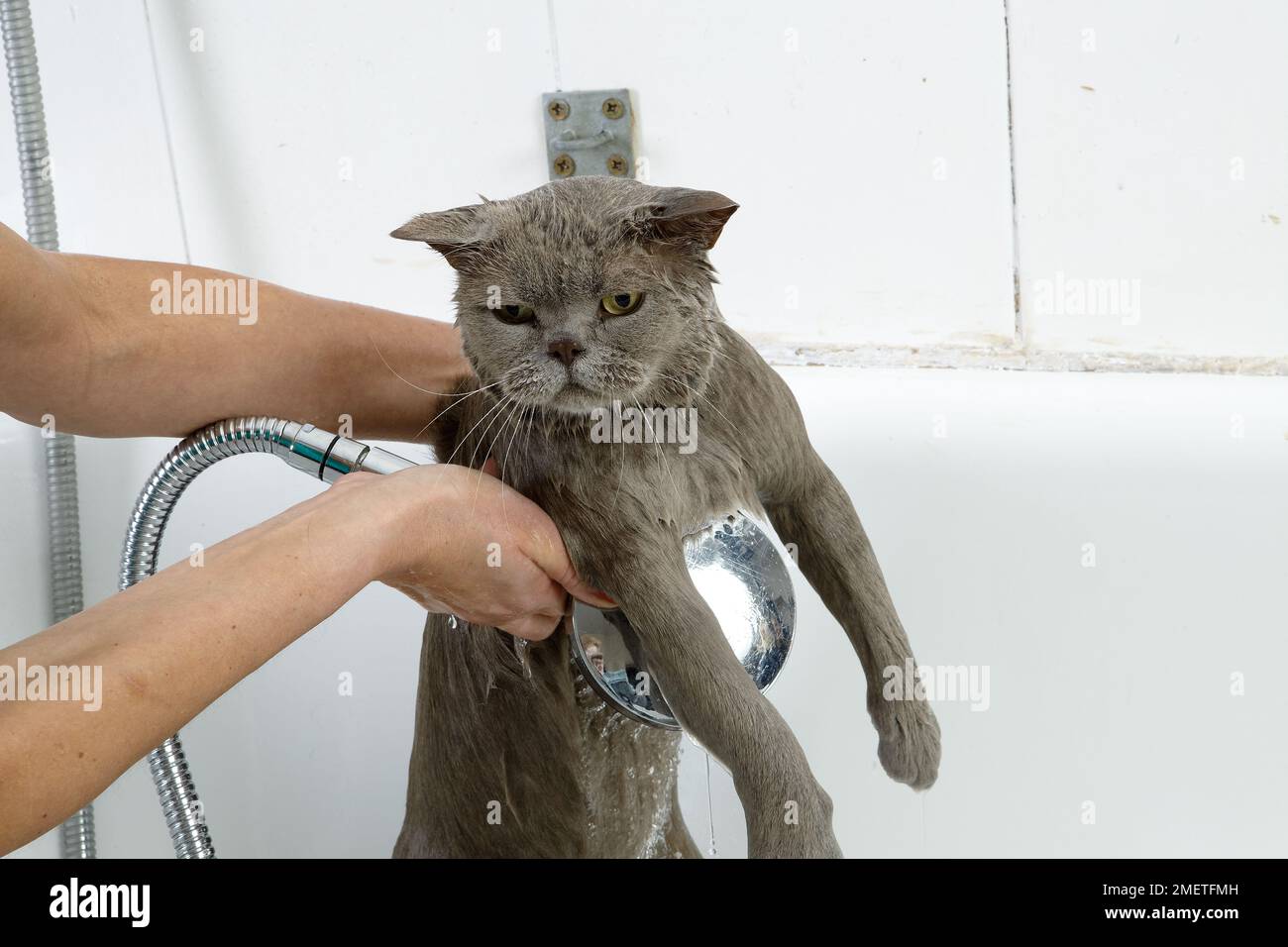 Blue British Shorthair bathing sequence Stock Photo Alamy
