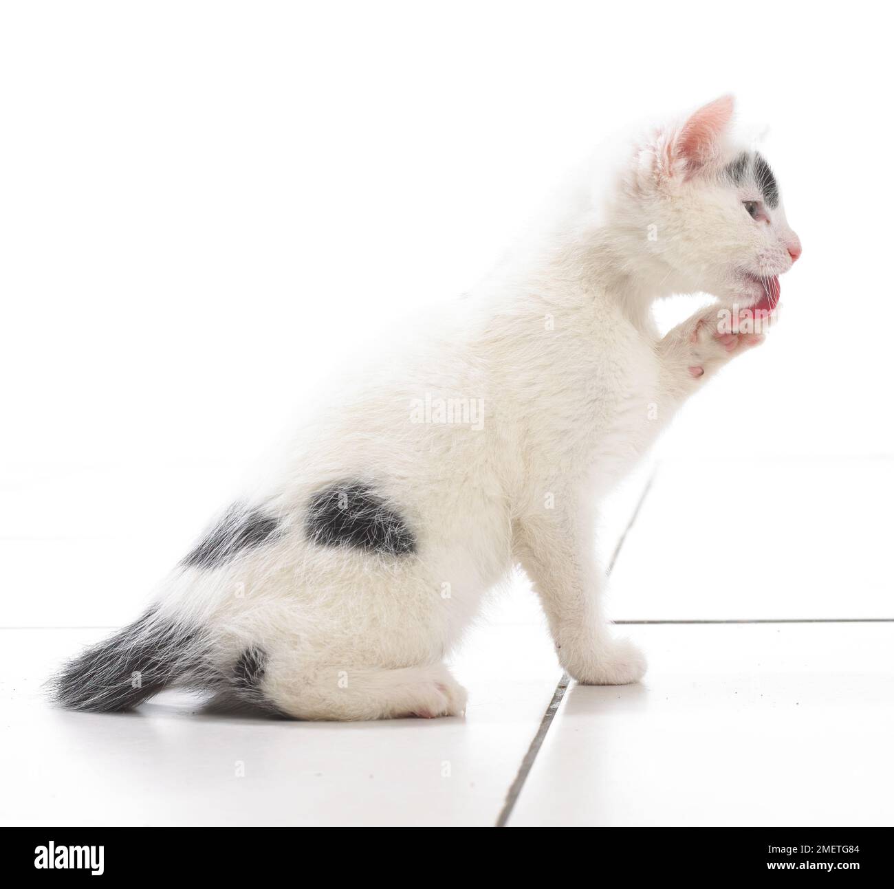 Black and white kitten Stock Photo Alamy