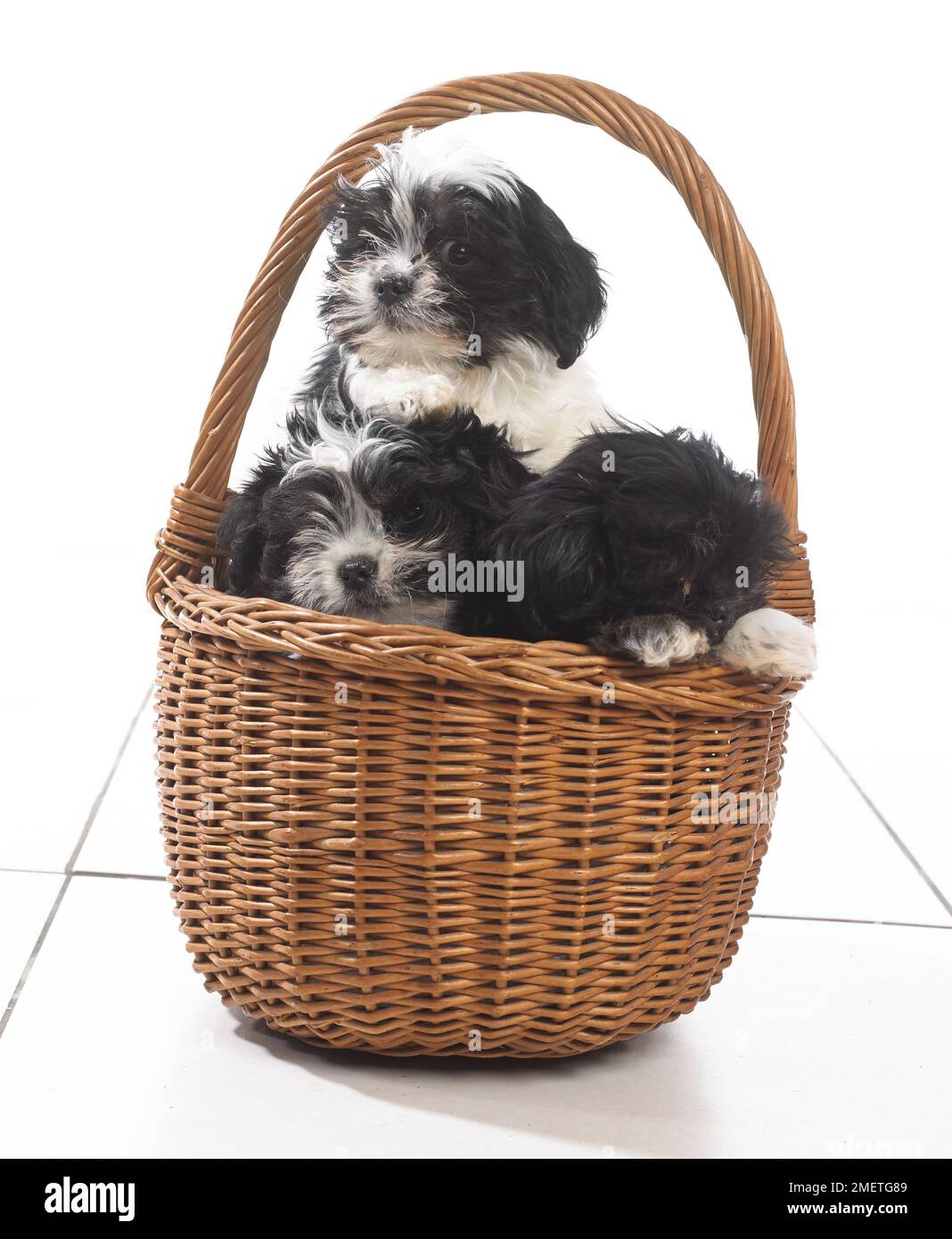 Three black and white puppies sitting in wicker basket Stock Photo