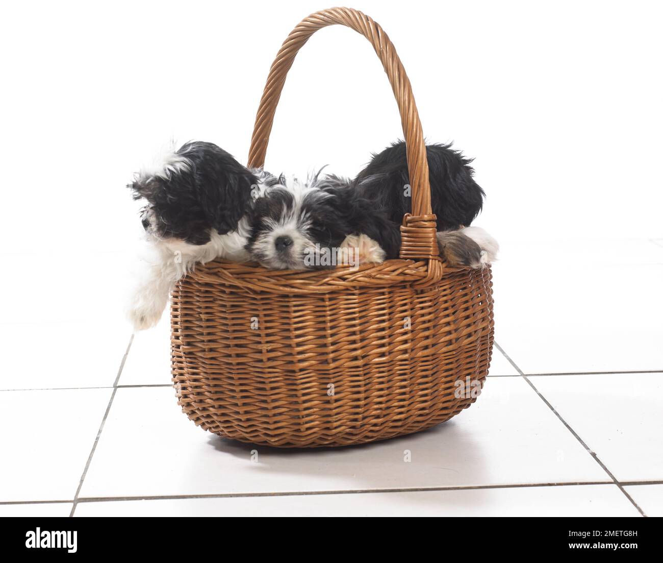 Three puppies sitting in wicker basket Stock Photo
