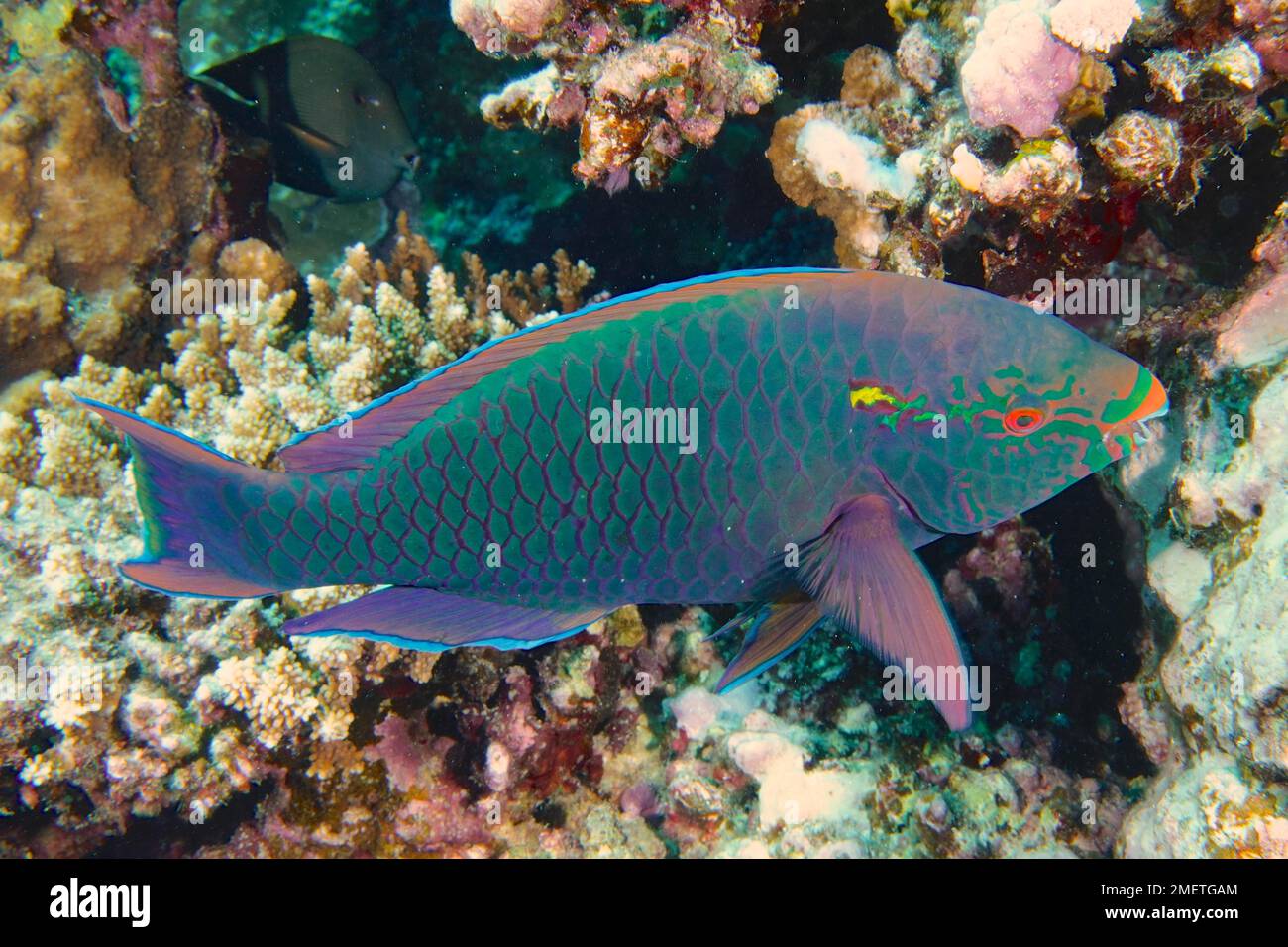 Dark parrotfish (Scarus niger), House Reef dive site, Mangrove Bay, El Quesir, Red Sea, Egypt Stock Photo