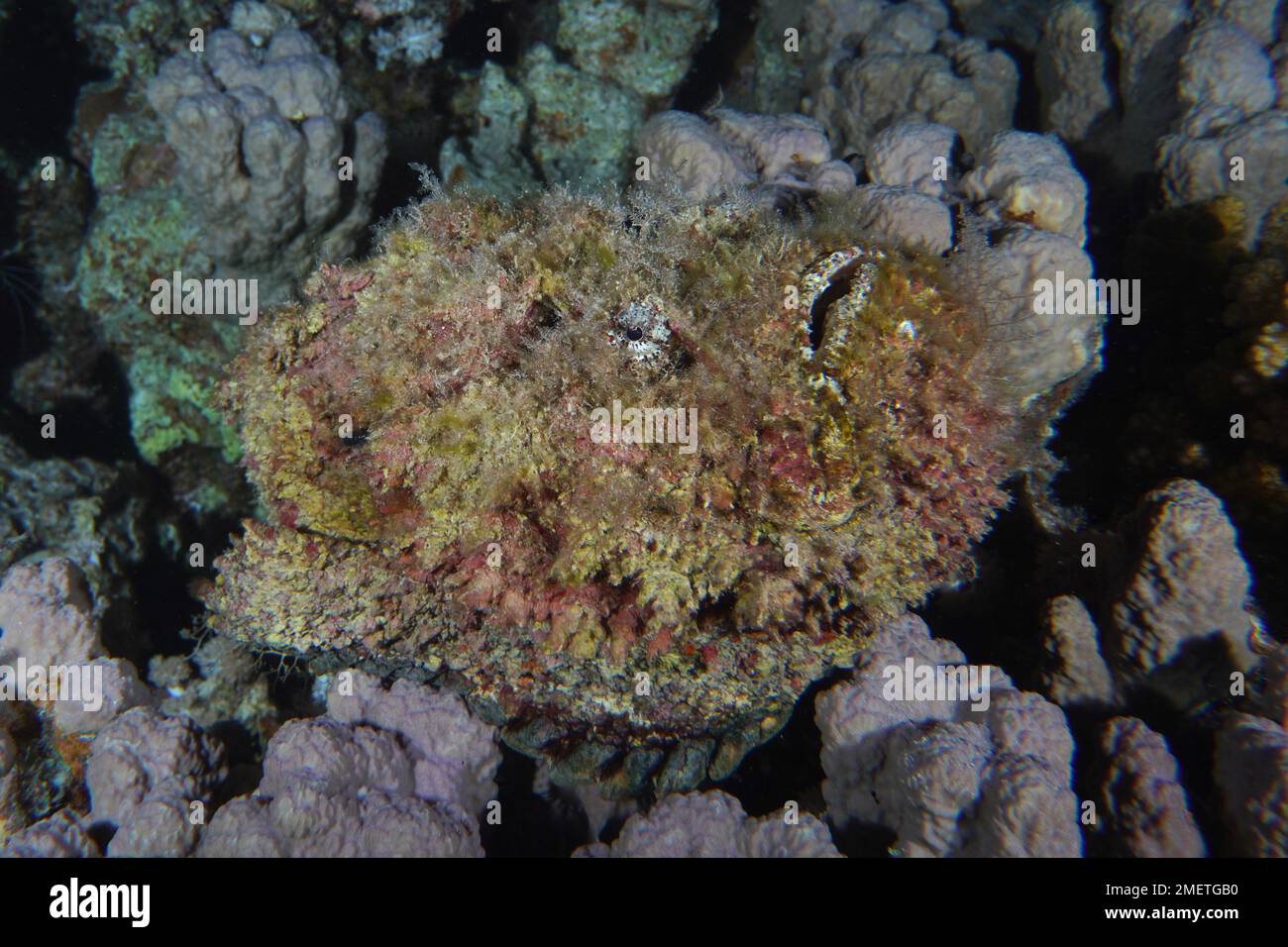 Reef stonefish (Synanceia verrucosa) with open mouth. Dive site Shaab ...