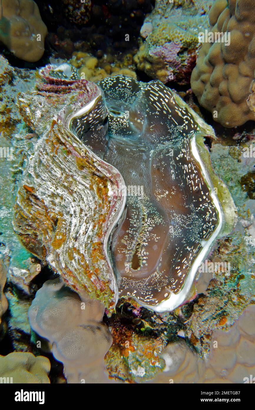 Maxima clam (Tridacna maxima), Panorama Reef Dive Site, Hurghada, Egypt, Red Sea Stock Photo