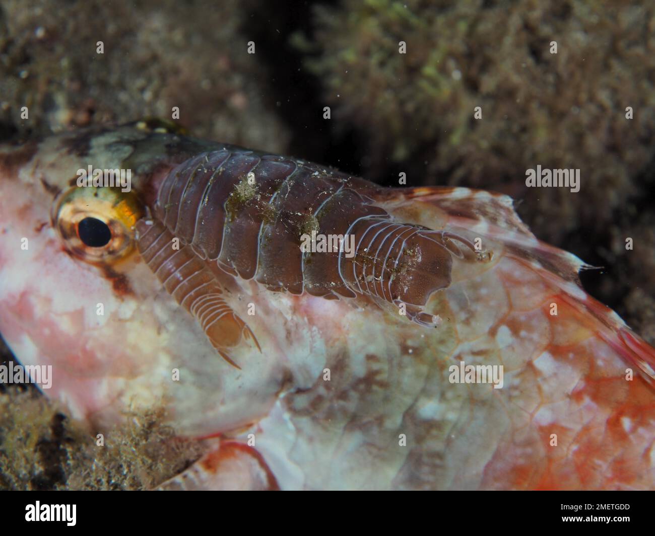 Fish Assassin Fish Assassin (Anilocra) on mediterranean parrotfish (Sparisoma ...