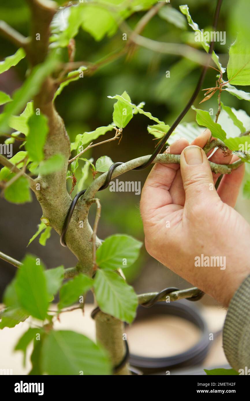 Wiring deciduous bonsai tree Stock Photo Alamy