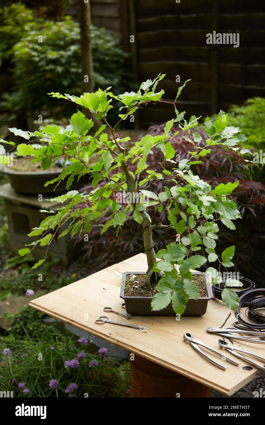 Wiring deciduous bonsai tree Stock Photo Alamy