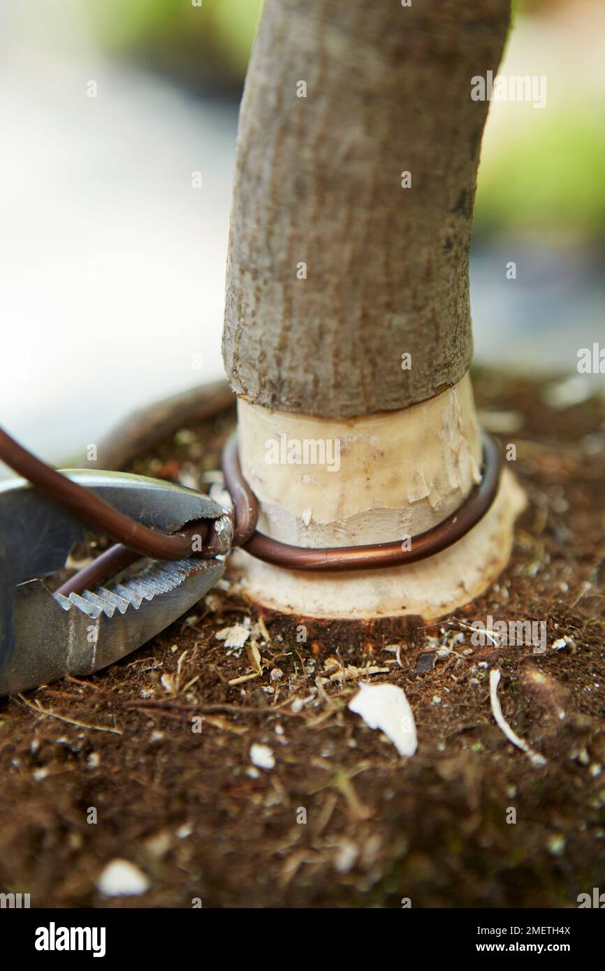 Air Layering Japanese Maple (Acer palmatum), securing wire around the ...