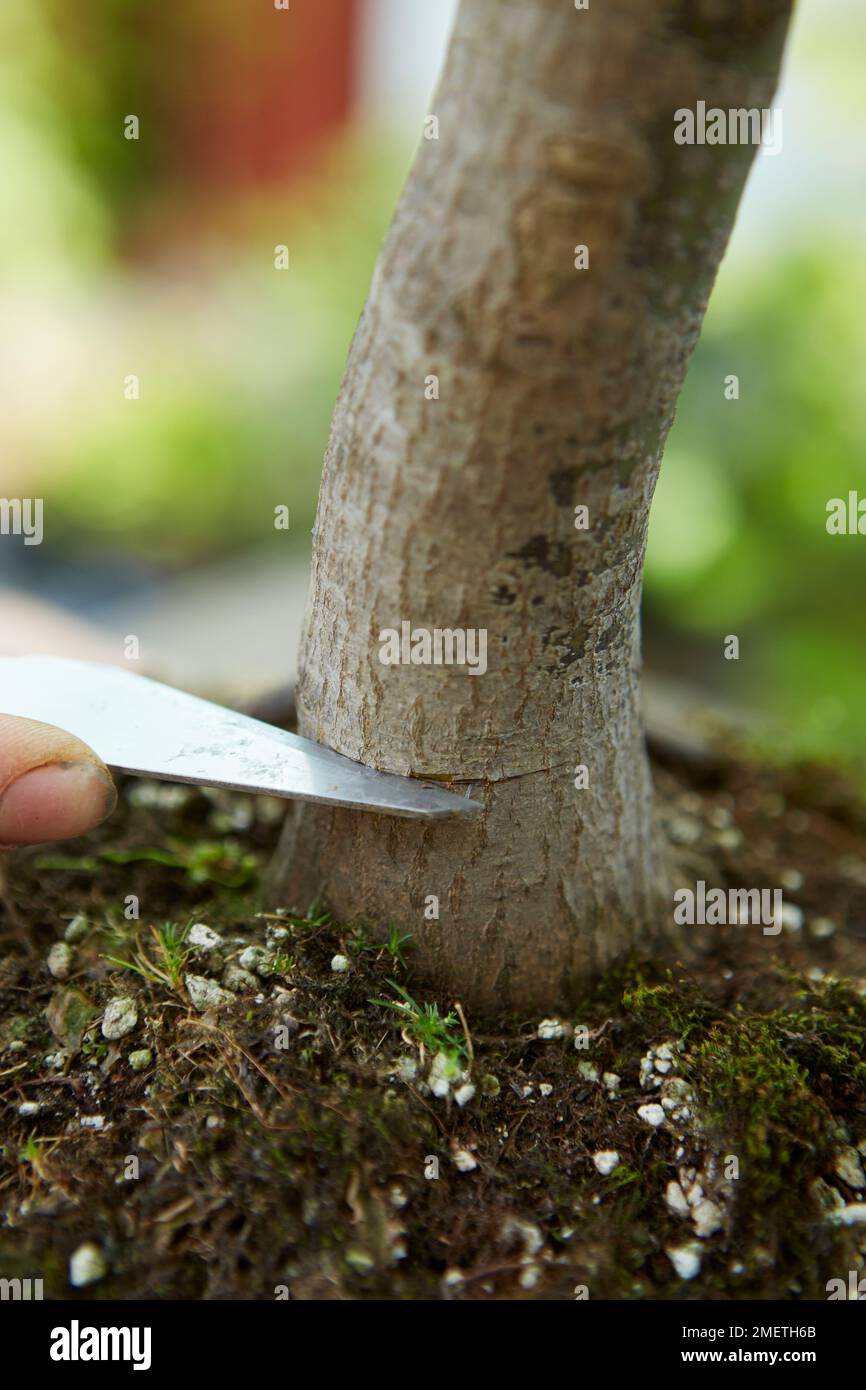 Air Layering Japanese Maple (Acer palmatum), preparing the tree, making