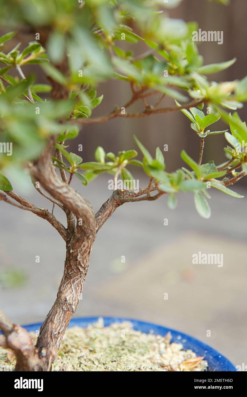 Refining an Azalea, Azalea Satsuki (Rhododendron indicum), thinned out