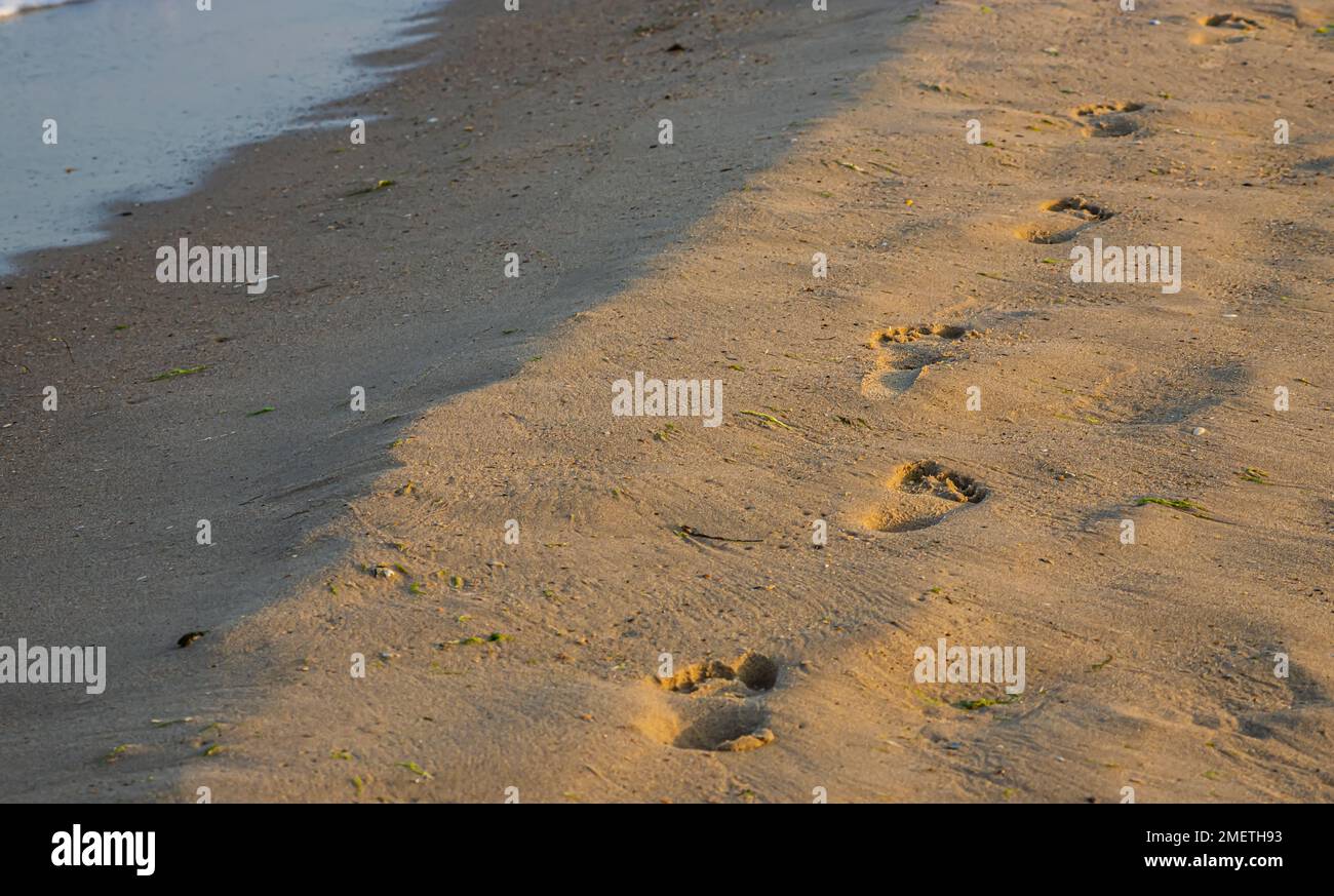 Footprints of a man on the yellow beach sand from walking barefoot by the sea with water that washes away the footprints. Contemplation of life Stock Photo