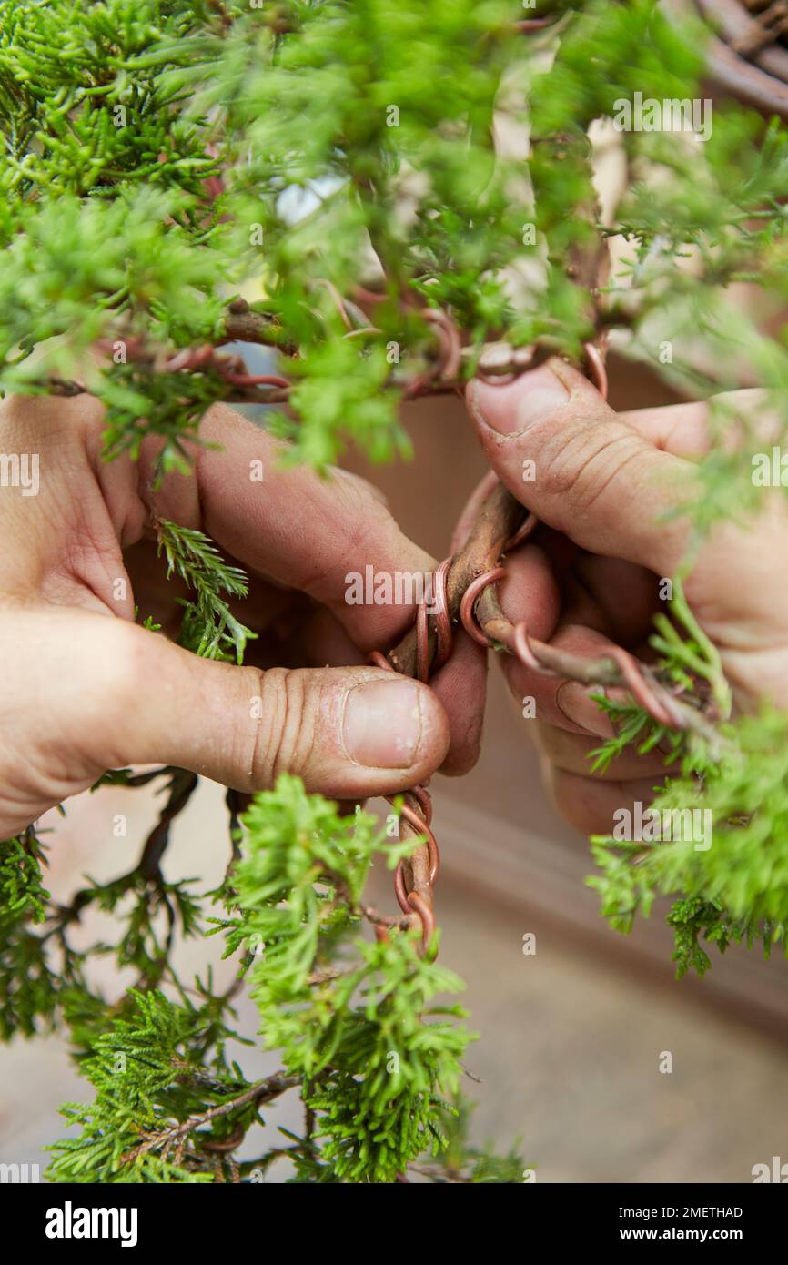 Chinese Juniper (Juniperus Chinensis 'Itoigawa'), creating a juniper cascade, apply pressure carefully and make sure there is wire on the spine of the bend Stock Photo