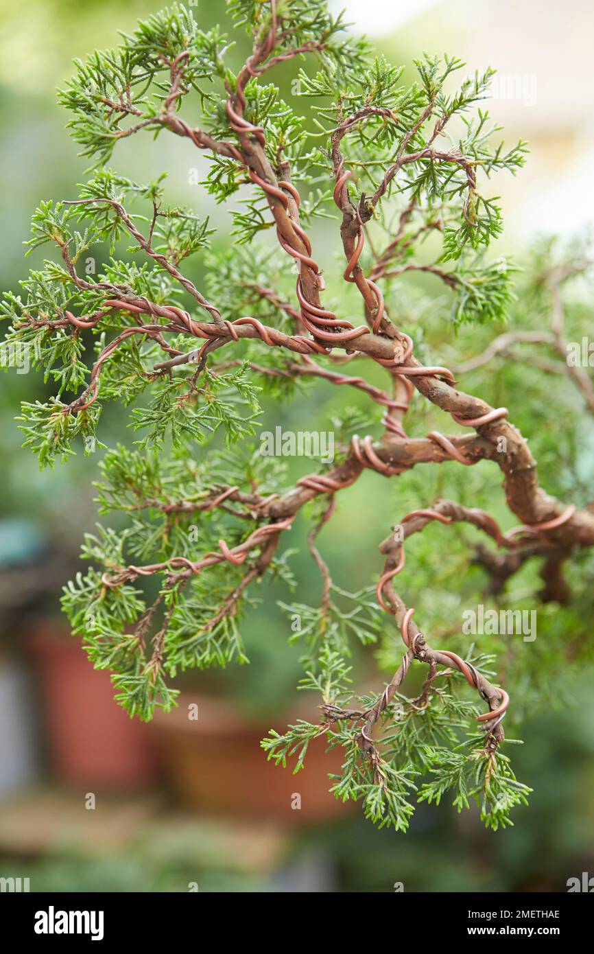 Chinese Juniper (Juniperus Chinensis 'Itoigawa'), creating a juniper cascade, wired branches Stock Photo
