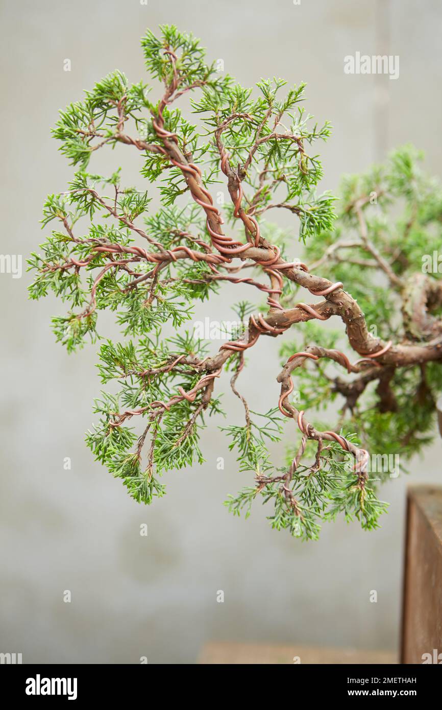 Chinese Juniper (Juniperus Chinensis 'Itoigawa'), creating a juniper cascade, wired branches Stock Photo