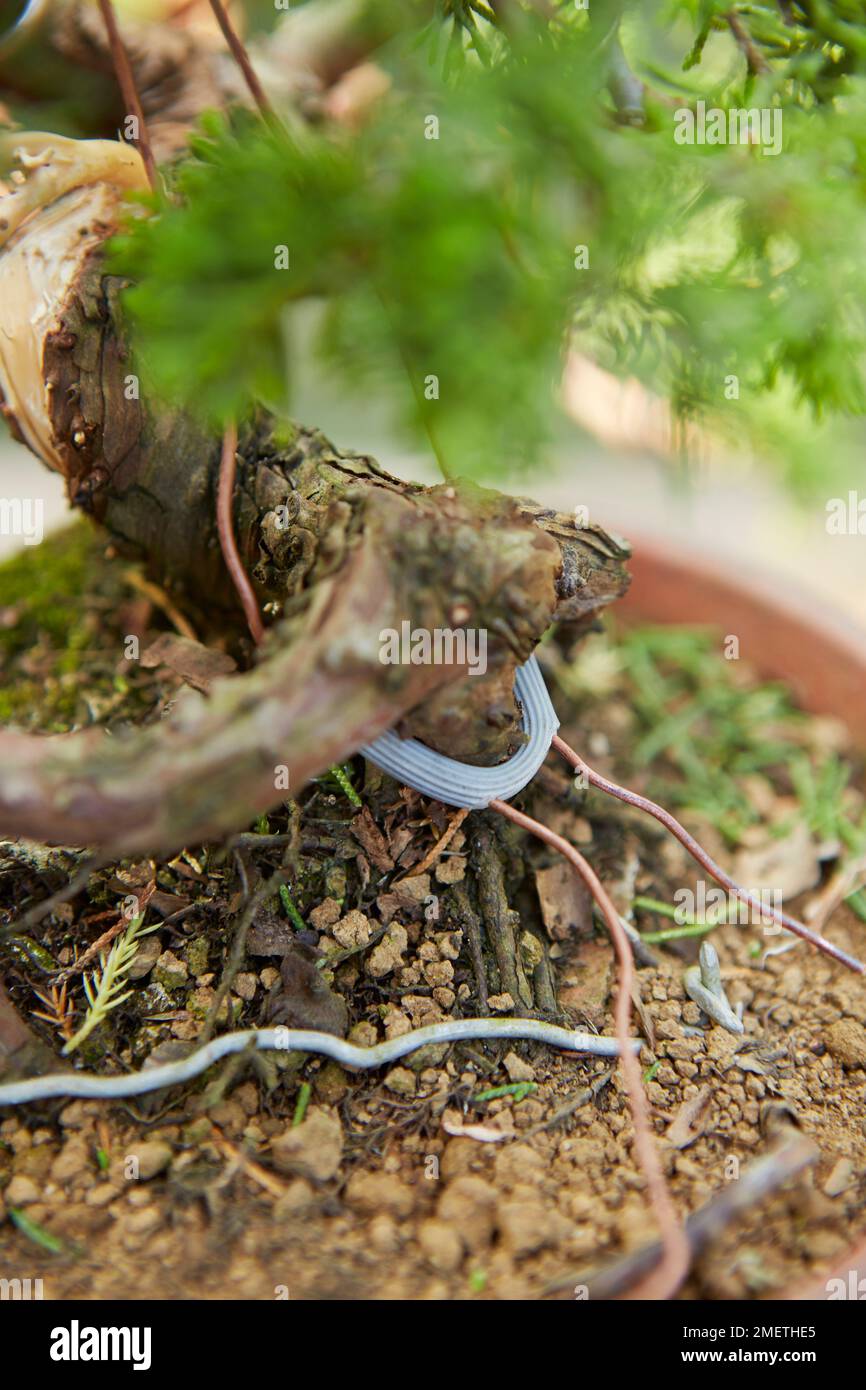 Chinese Juniper (Juniperus Chinensis 'Itoigawa'), creating a juniper cascade, wired tree with hose around wire to protect it Stock Photo