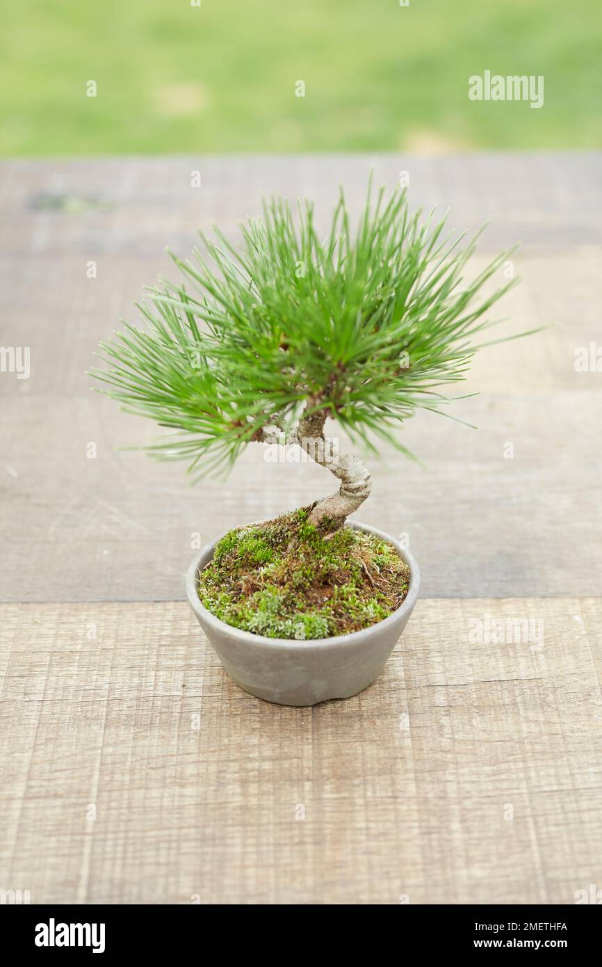Japanese Black Pine (Pinus thunbergii) Stock Photo