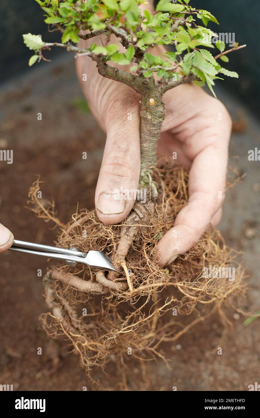 Penjing Rock Planting, preparing Chinese Elm (Ulmus parvifolia), untangling the roots Stock Photo