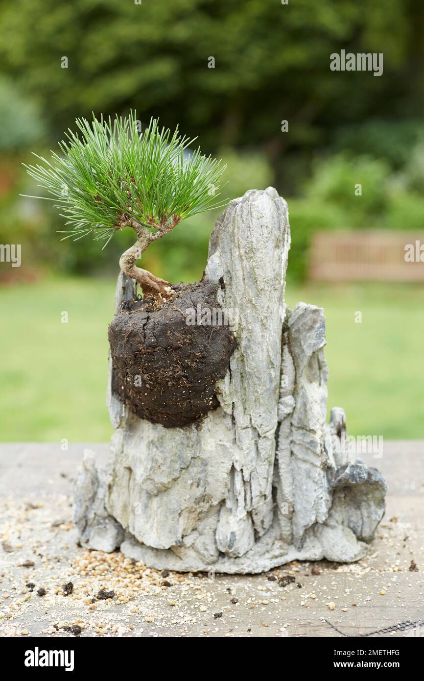 Penjing Rock Planting, using Japanese Black Pine (Pinus thunbergii) Stock Photo