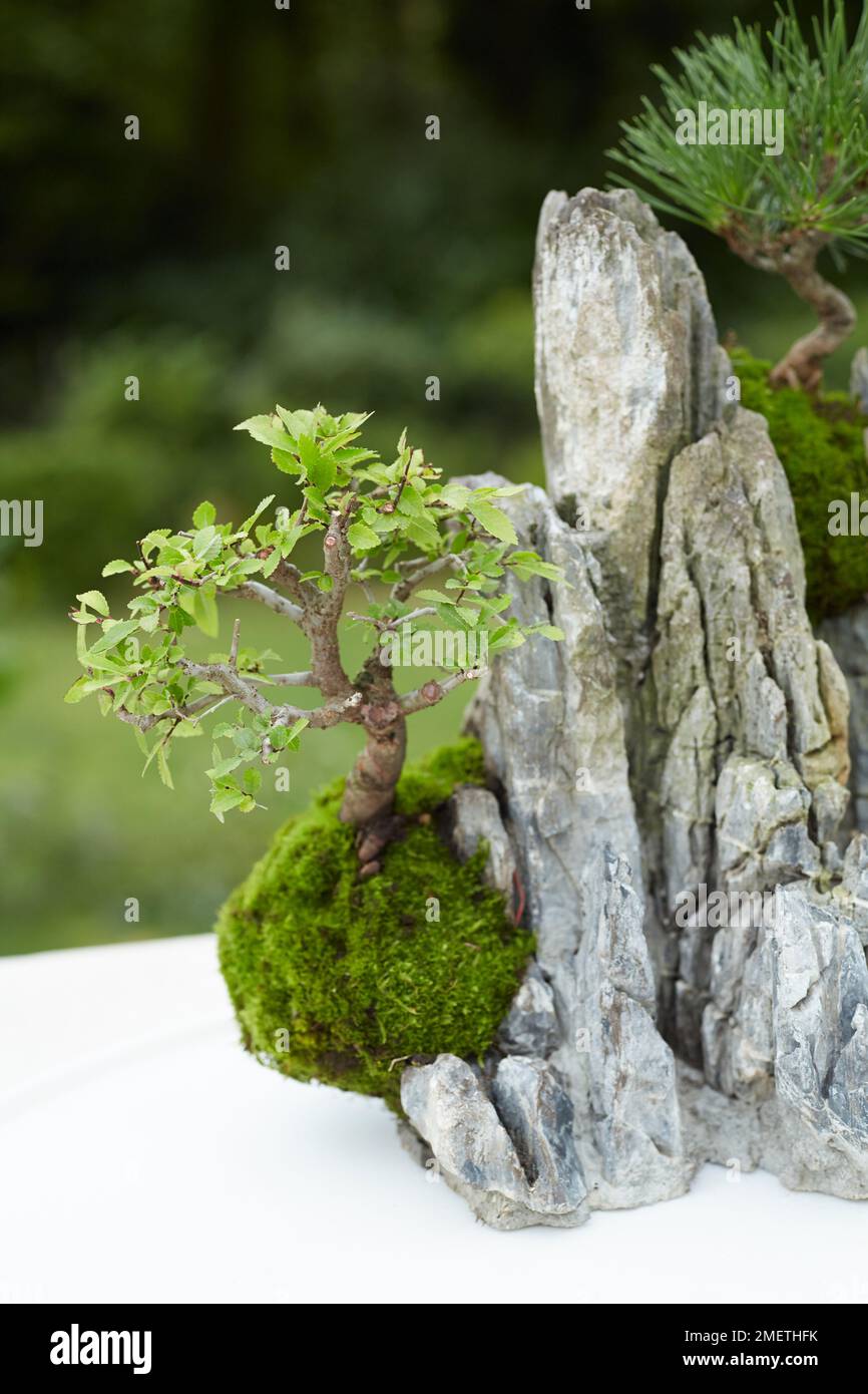 Penjing Rock Planting, using Chinese Elm (Ulmus parvifolia) and Japanese Black Pine (Pinus thunbergii) Stock Photo