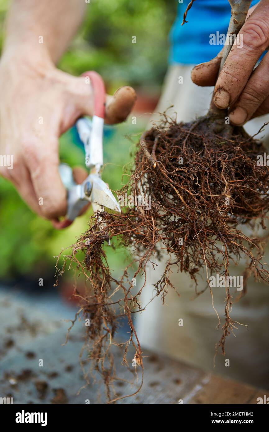 Trimming bonsai hi-res stock photography and images - Alamy