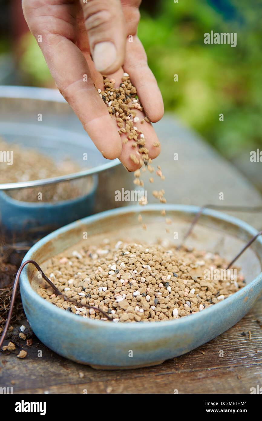 Covering base of bonsai pot with layer of soil Stock Photo Alamy