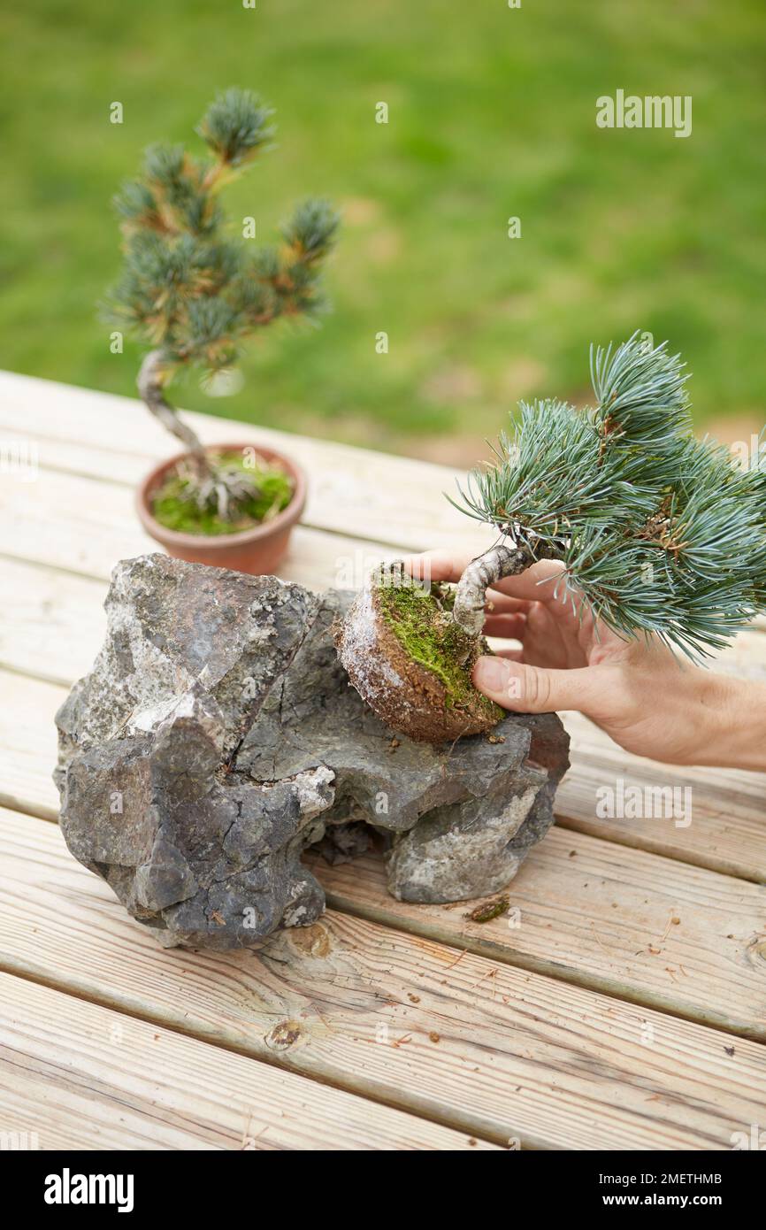 Creating a rock planting, using windswept Five-needle Pine, deciding the orientation of the rock and where tree are going to sit Stock Photo