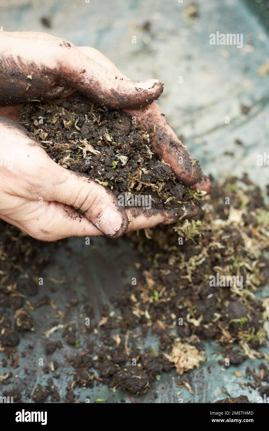 Creating a rock planting, preparing the soil, mixing sphagnum moss with