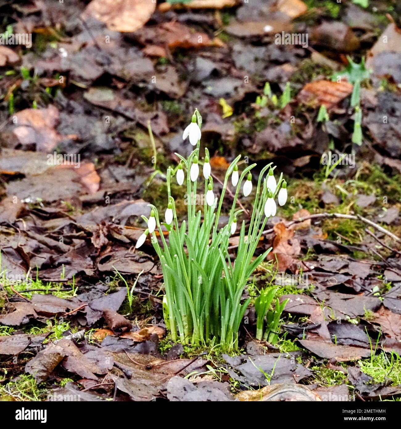 Snowdrops 2023 hires stock photography and images Alamy