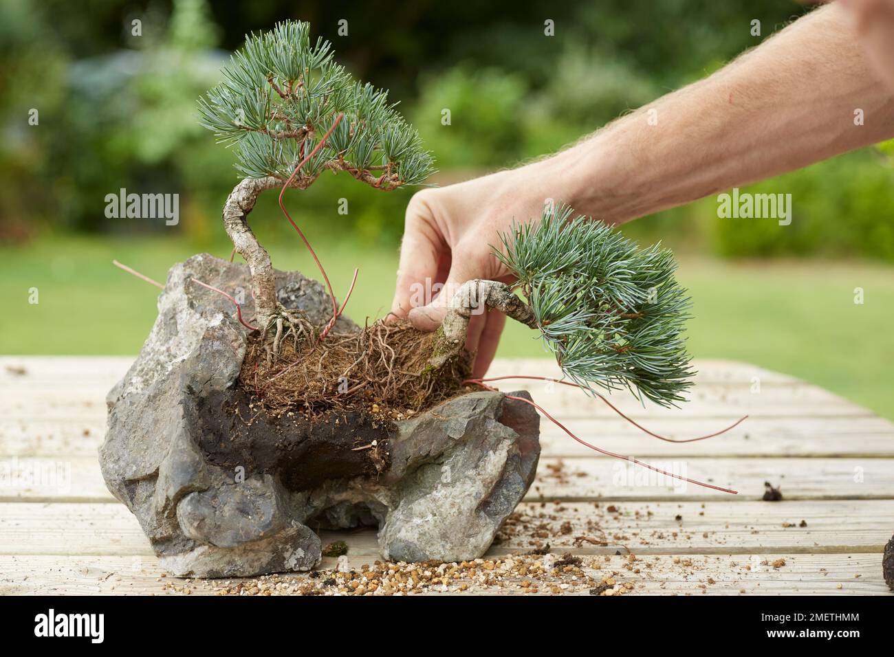 Creating a rock planting, using windswept Five-needle Pine, putting the second tree in place and tying it in Stock Photo