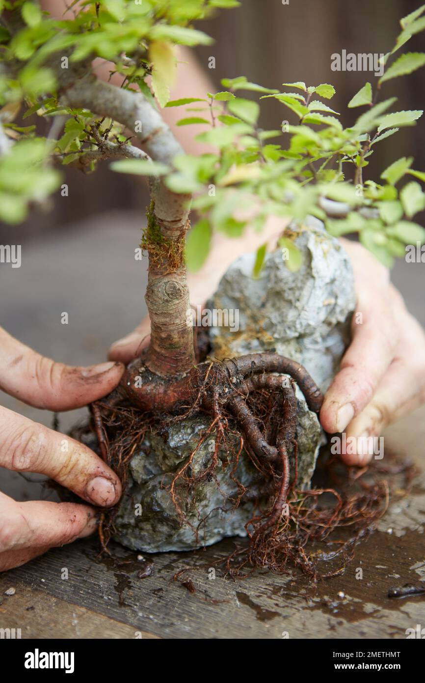 Making a root-over-rock bonsai, Ulmus parvifolia (Chinese Elm), arranging roots over rock Stock Photo