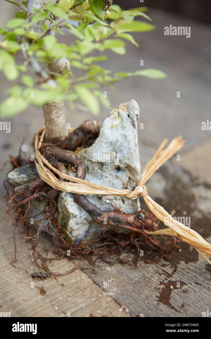 Making a root-over-rock bonsai, Ulmus parvifolia (Chinese Elm), binding roots tightly to rock using raffia Stock Photo