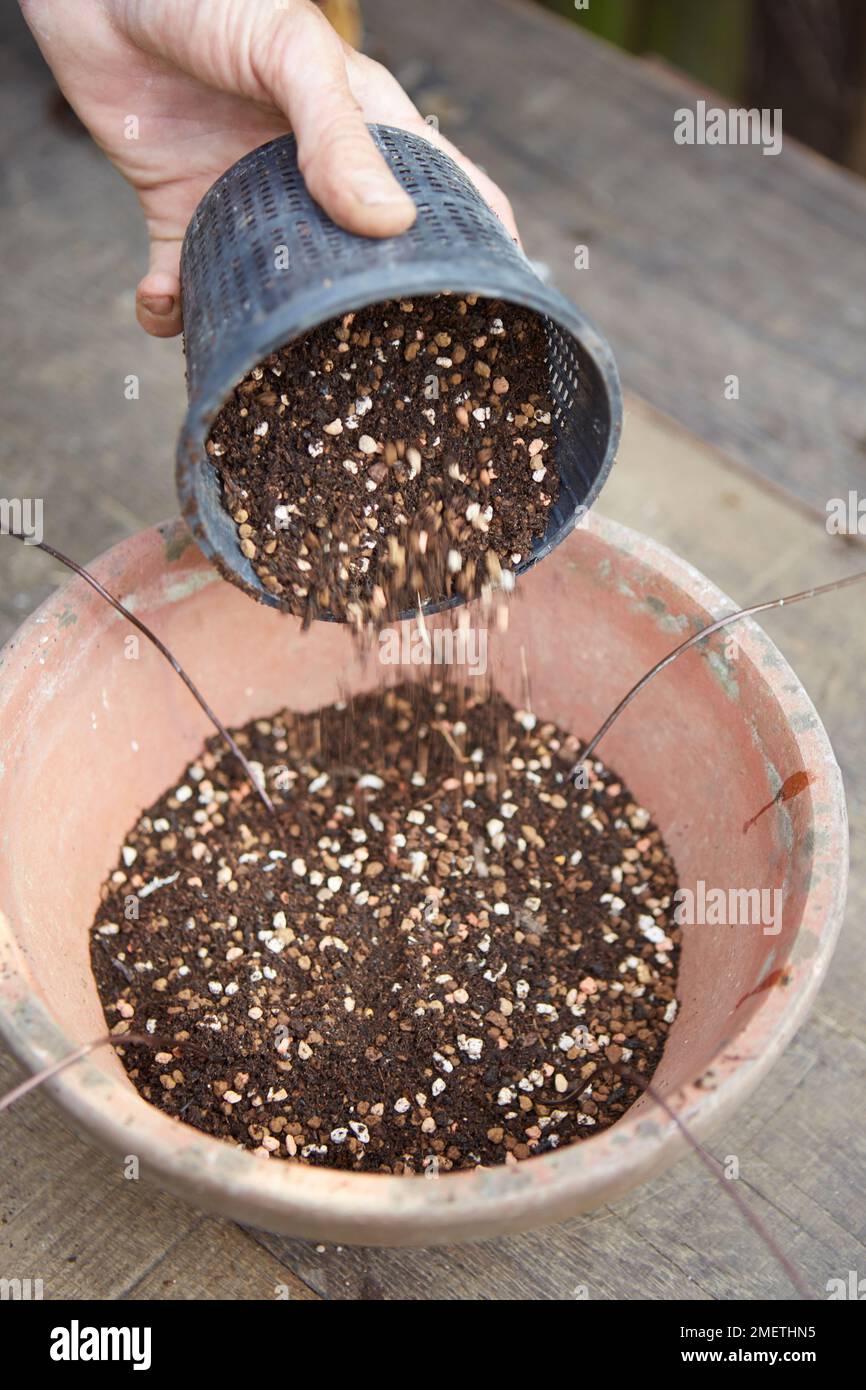 Making a rootoverrock bonsai, preparing the pot, pouring in soil