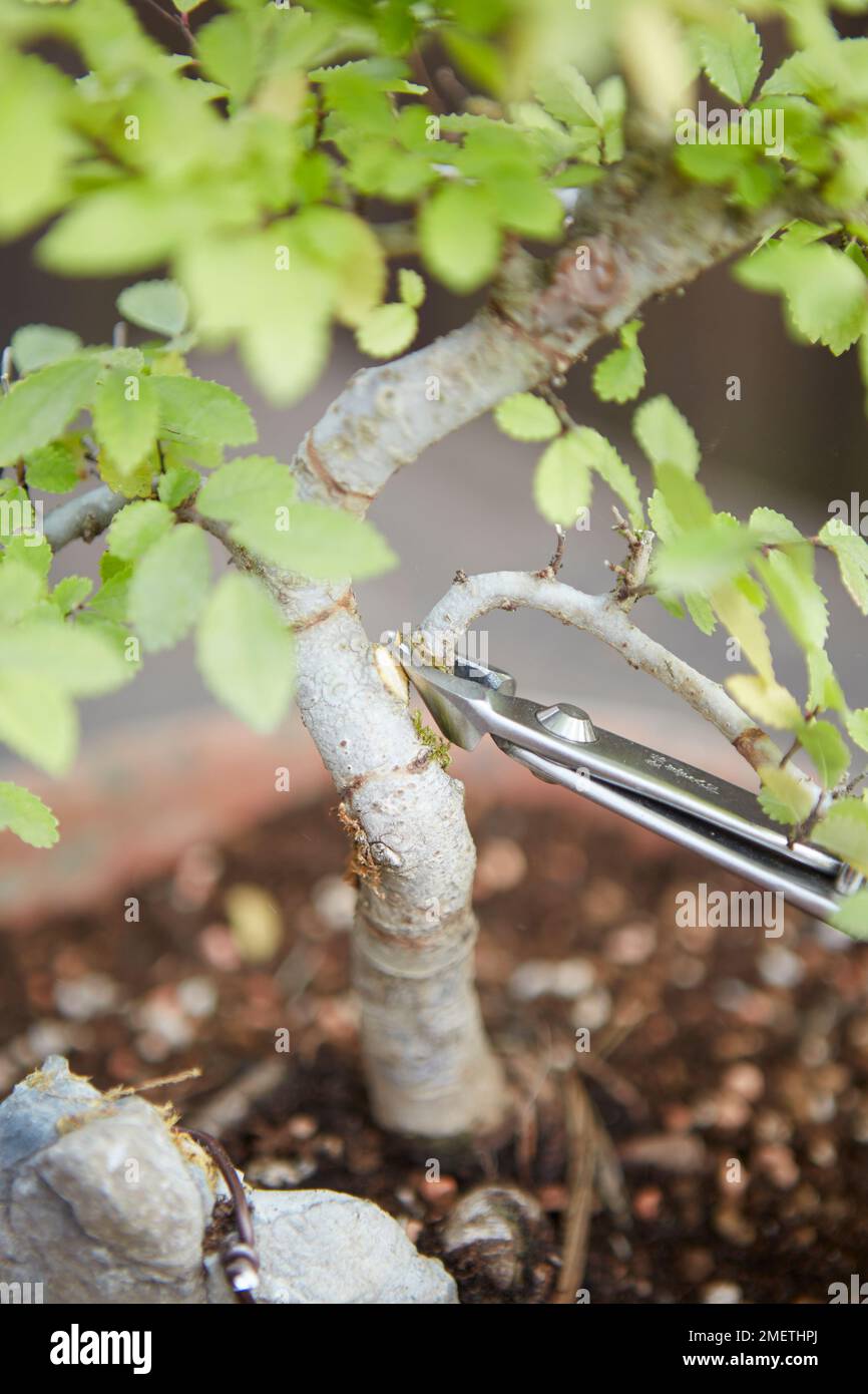 Making a root-over-rock bonsai, Ulmus parvifolia (Chinese Elm), styling the tree, removing unwanted branches and shoots Stock Photo