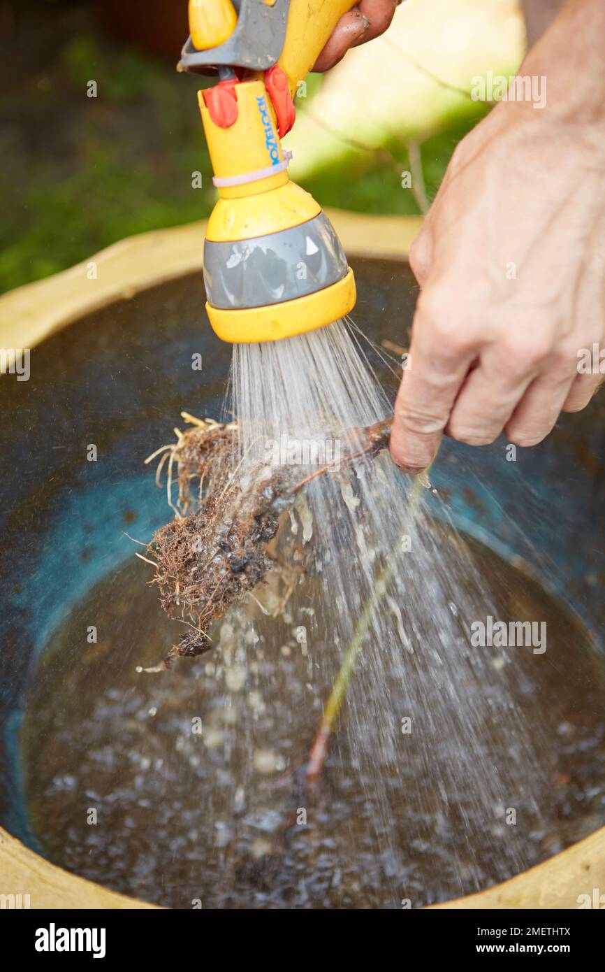 Making a twintrunk hornbeam bonsai, washing and rinsing roots to