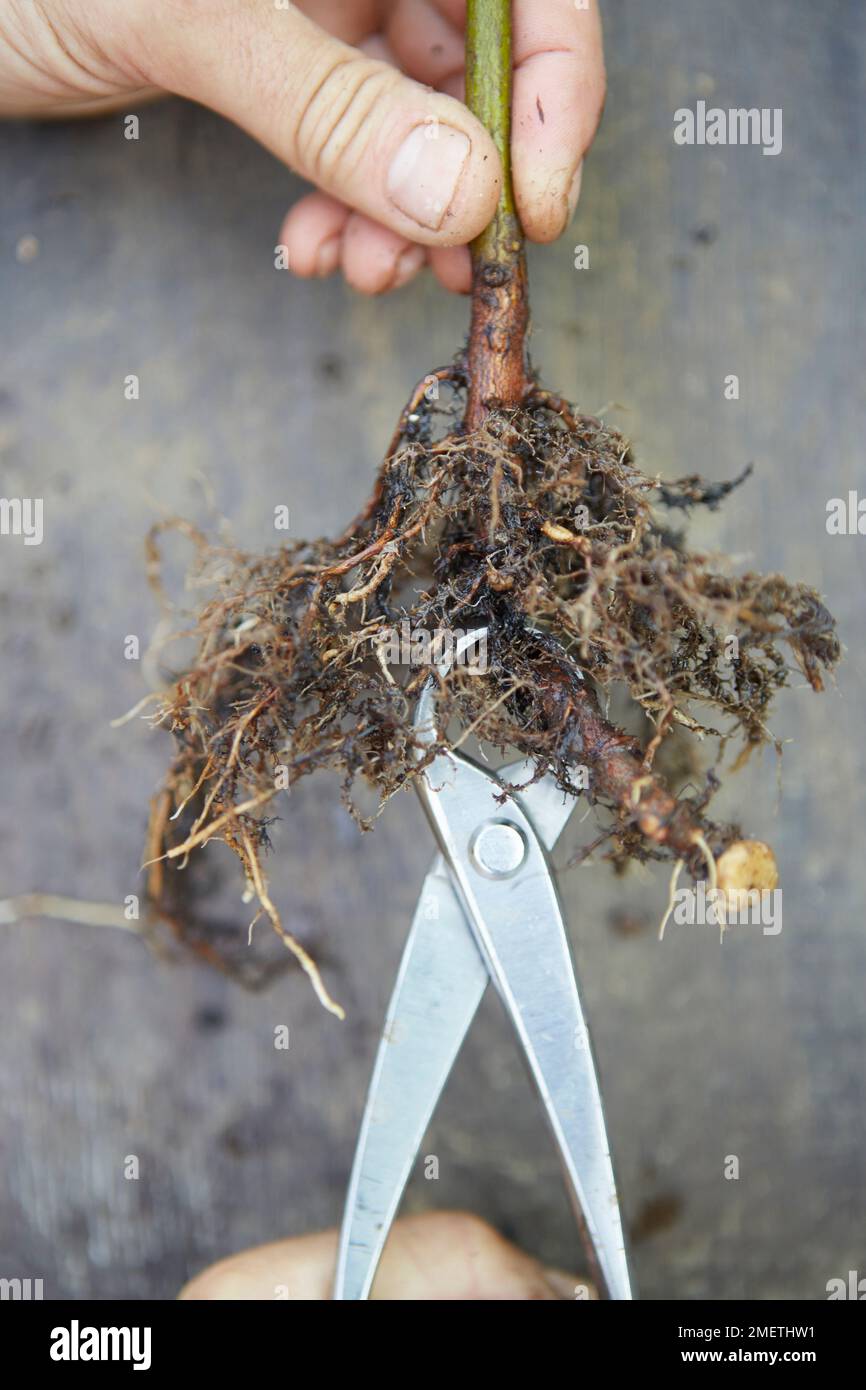 Making a twintrunk hornbeam bonsai, pruning the strong tap root back