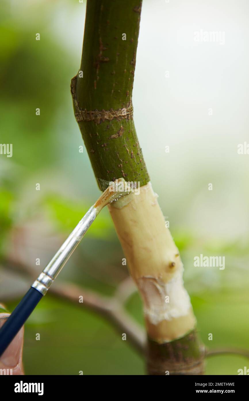 Acer palmatum (Japanese Maple), air layering, treating the wounded area