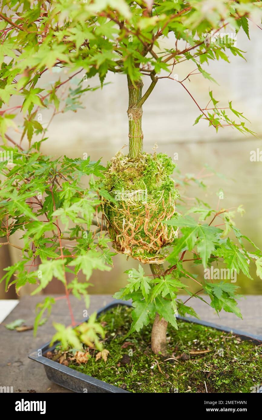Acer palmatum (Japanese Maple), air layering, layered area with new