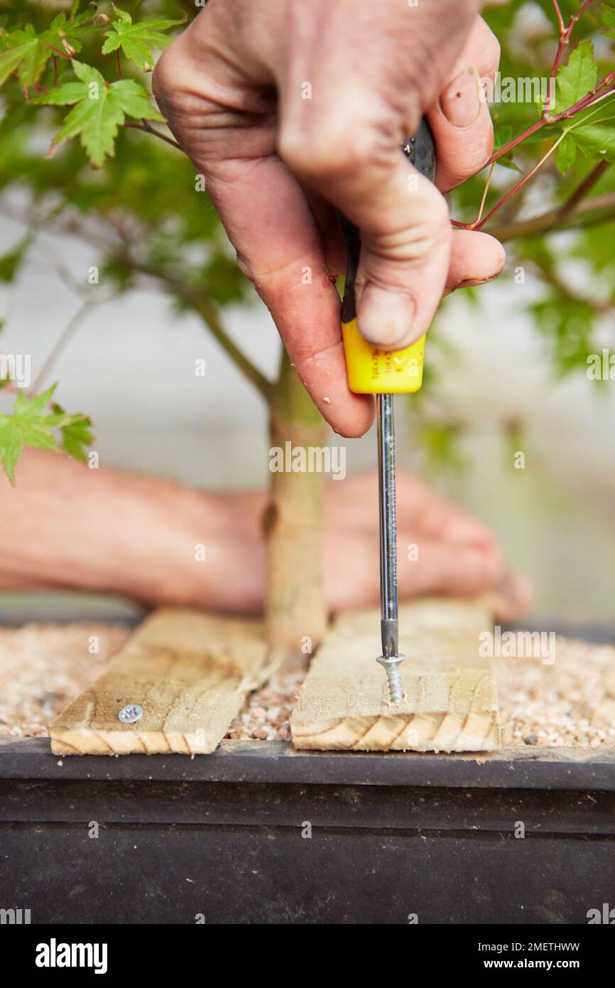 Acer palmatum (Japanese Maple), air layering, potting the new air