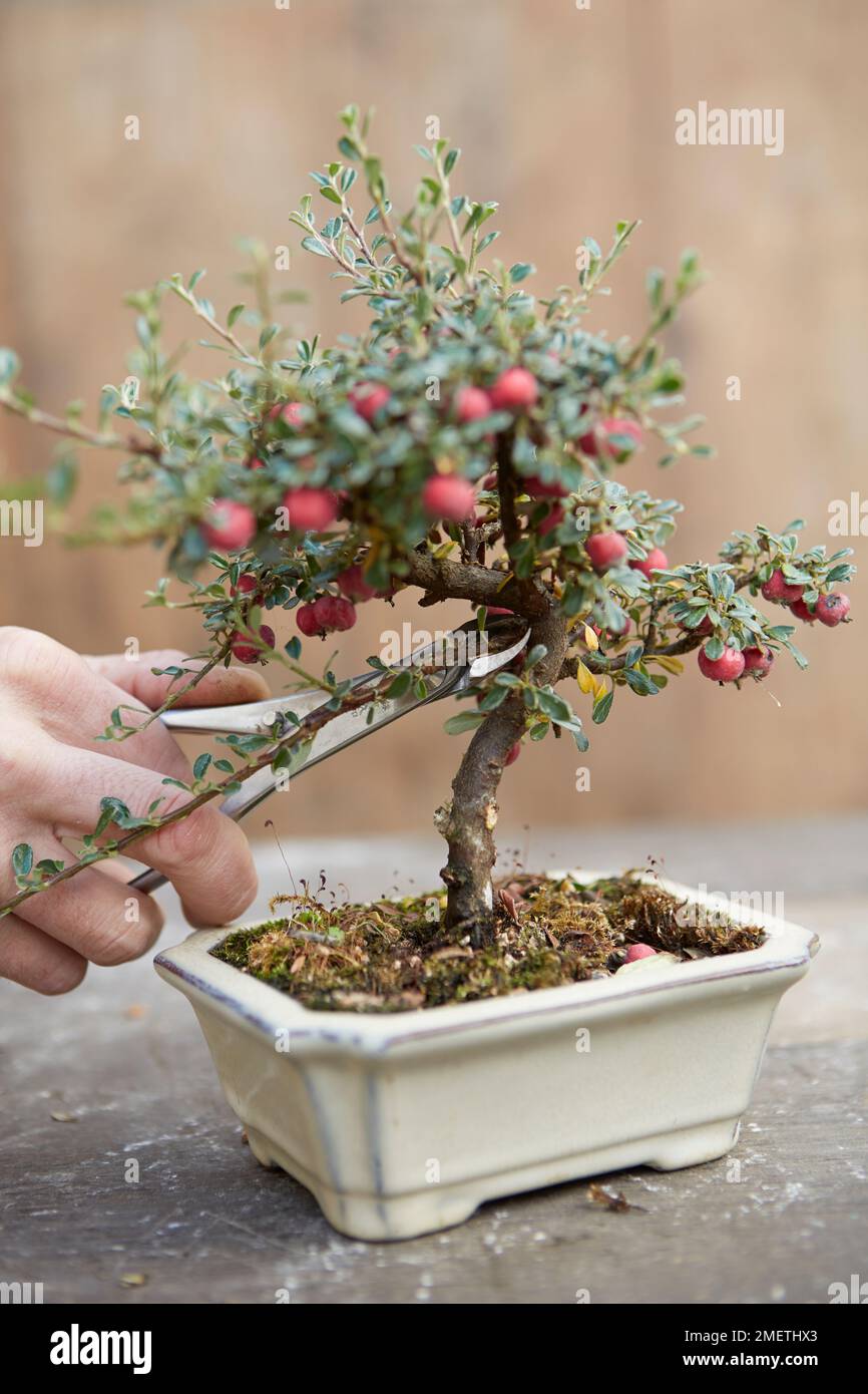 Creating a Keshiki Cotoneaster, removing branches from inside the trunk Stock Photo