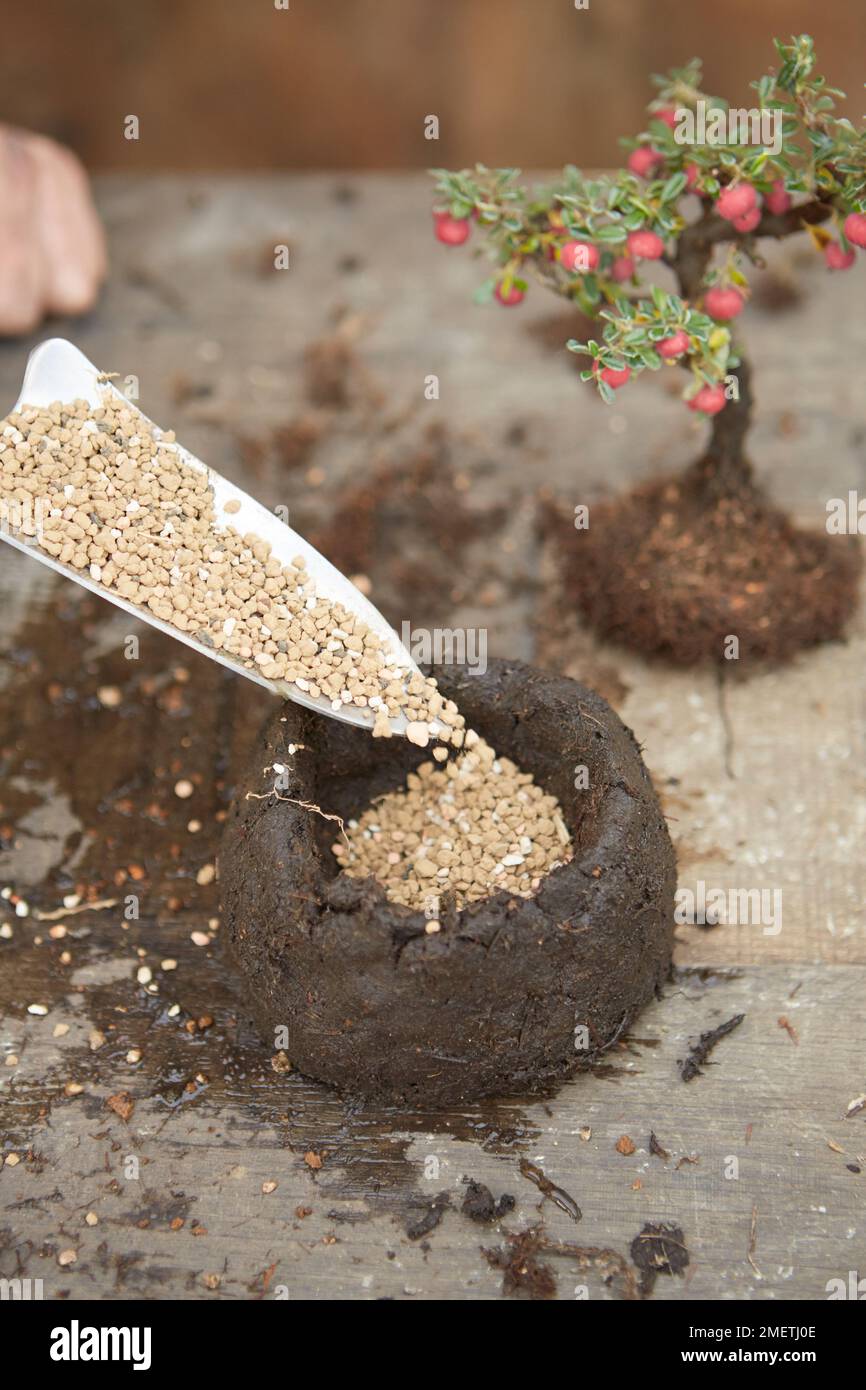 Creating a Keshiki Cotoneaster, pouring soil mixture into the bowl Stock Photo