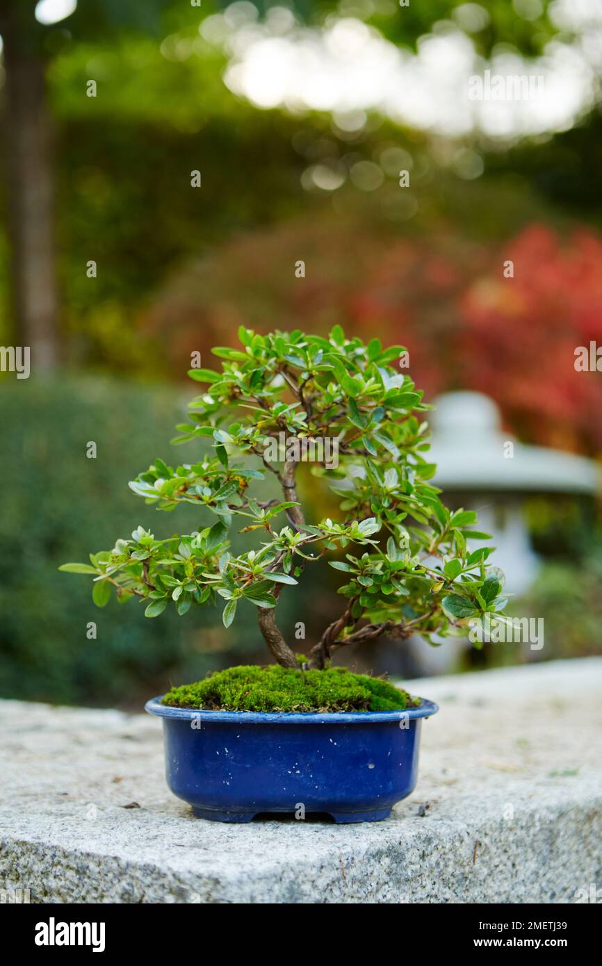 Azalea Satsuki, Rhododendron indicum, 3 months after refining Stock Photo