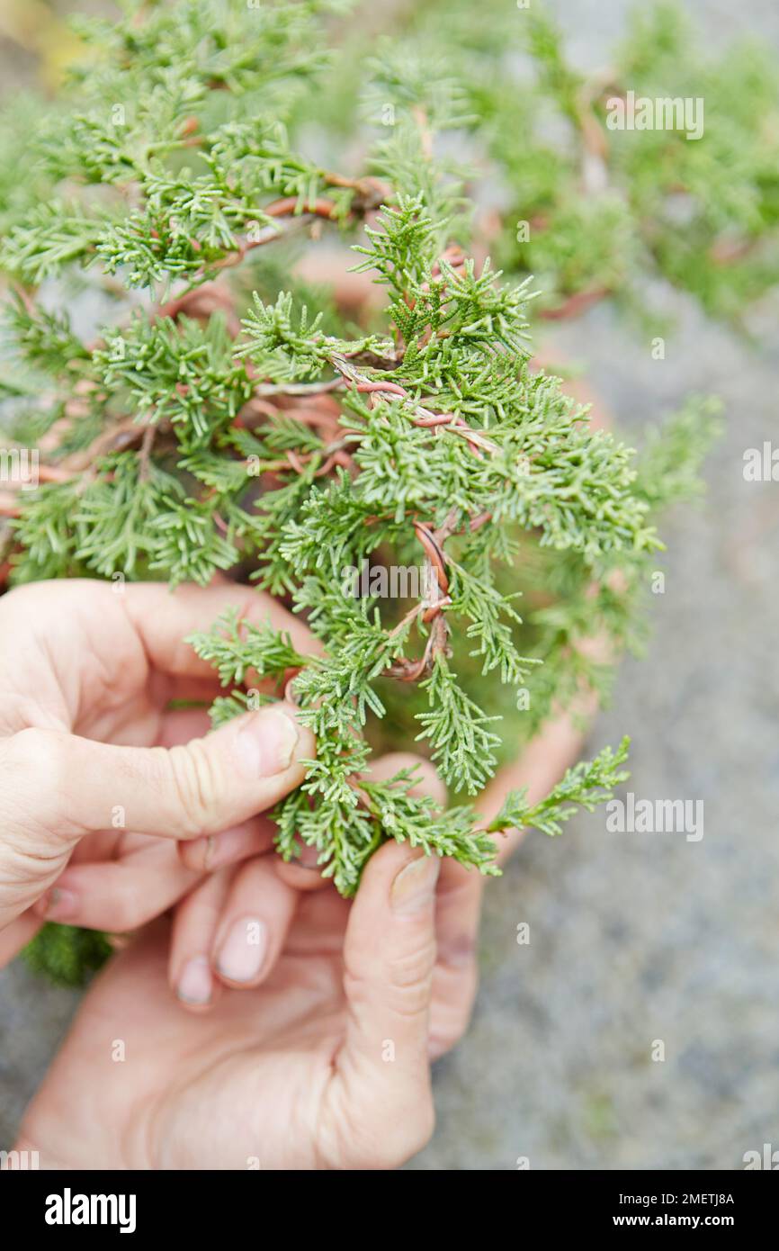 Styling young Chinese Juniper (Juniperus chinensis), wiring secondary branches Stock Photo