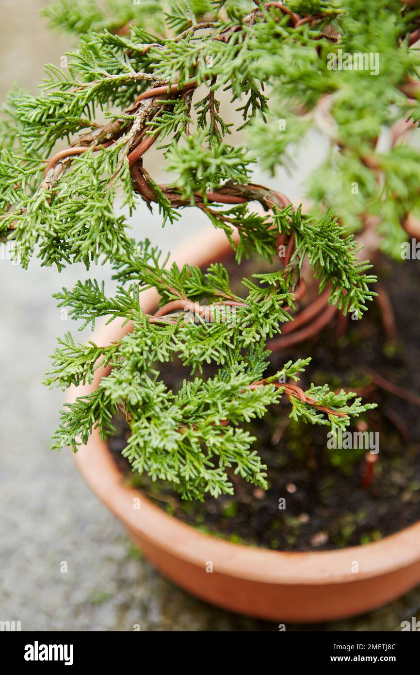 Styling young Chinese Juniper (Juniperus chinensis), shaping secondary shoots Stock Photo