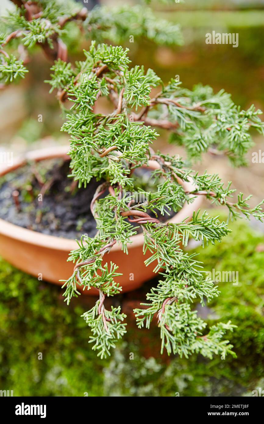 Young Juniperus chinensis (Chinese Juniper), wiring secondary branches Stock Photo