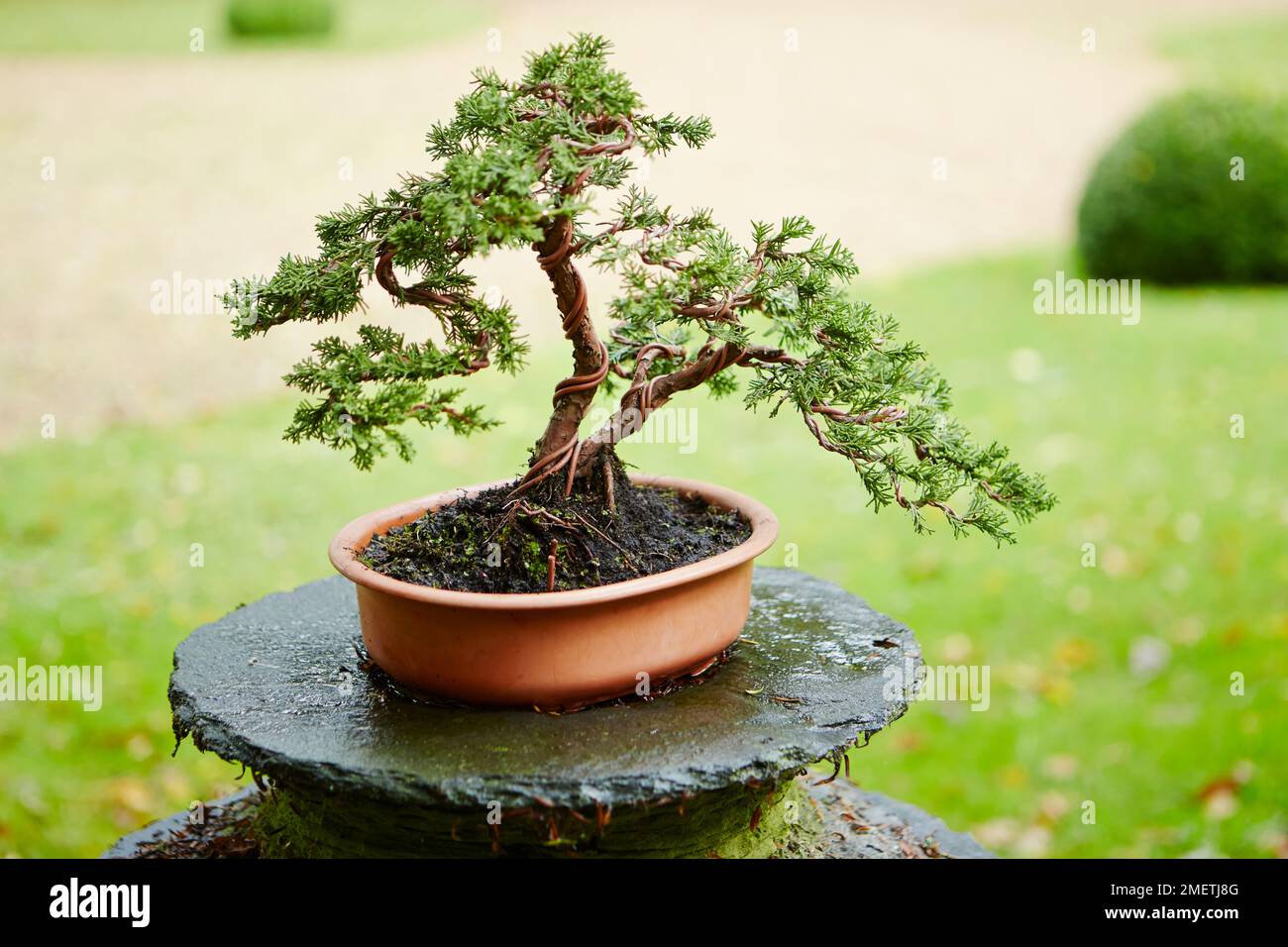 Young Juniperus chinensis (Chinese Juniper), wired tree Stock Photo