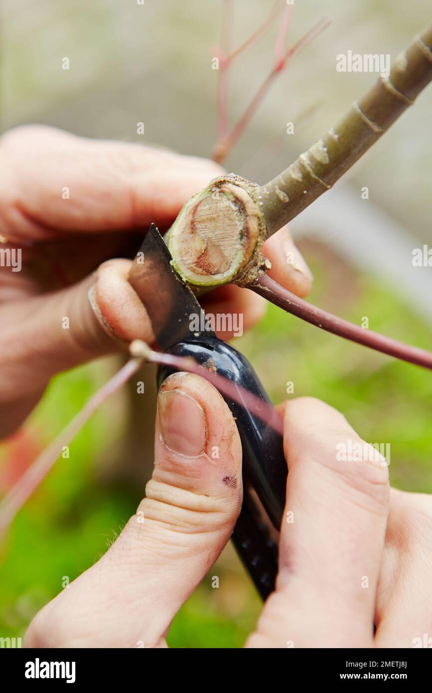 Bonsai Acer Palmatum 'Deshojo', Japanese Red Maple, pruning node Stock