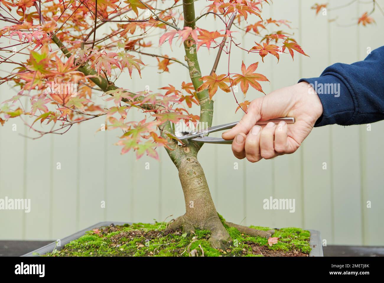 Bonsai Acer Palmatum 'Deshojo', Japanese Red Maple, pruning Stock Photo
