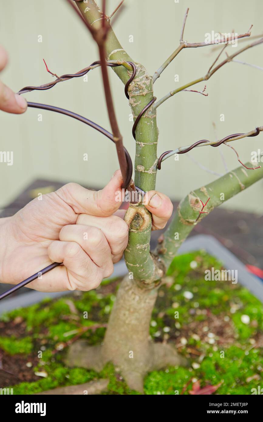 Bonsai Acer Palmatum 'Deshojo', Japanese Red Maple, wiring Stock Photo