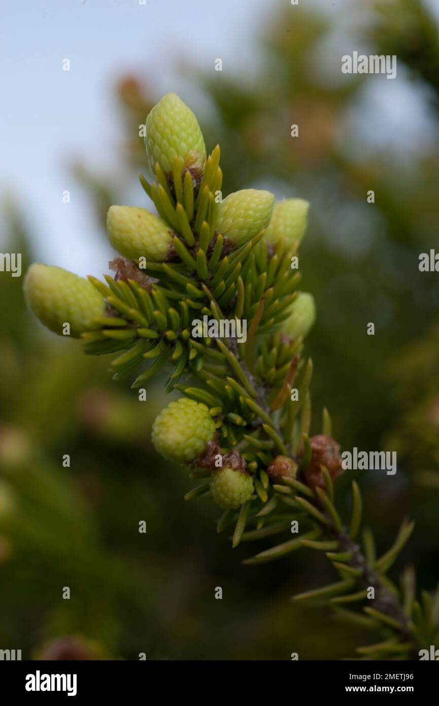 Ezo Spruce (Picea glehnii) Stock Photo