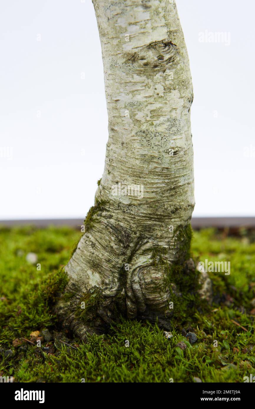 Silver Birch (Betula Pendula) Stock Photo