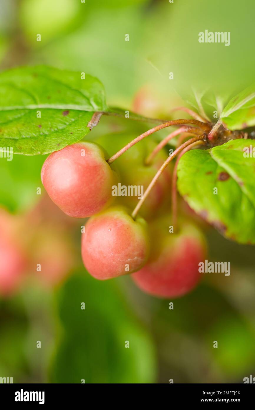 crab-apple-malus-stock-photo-alamy